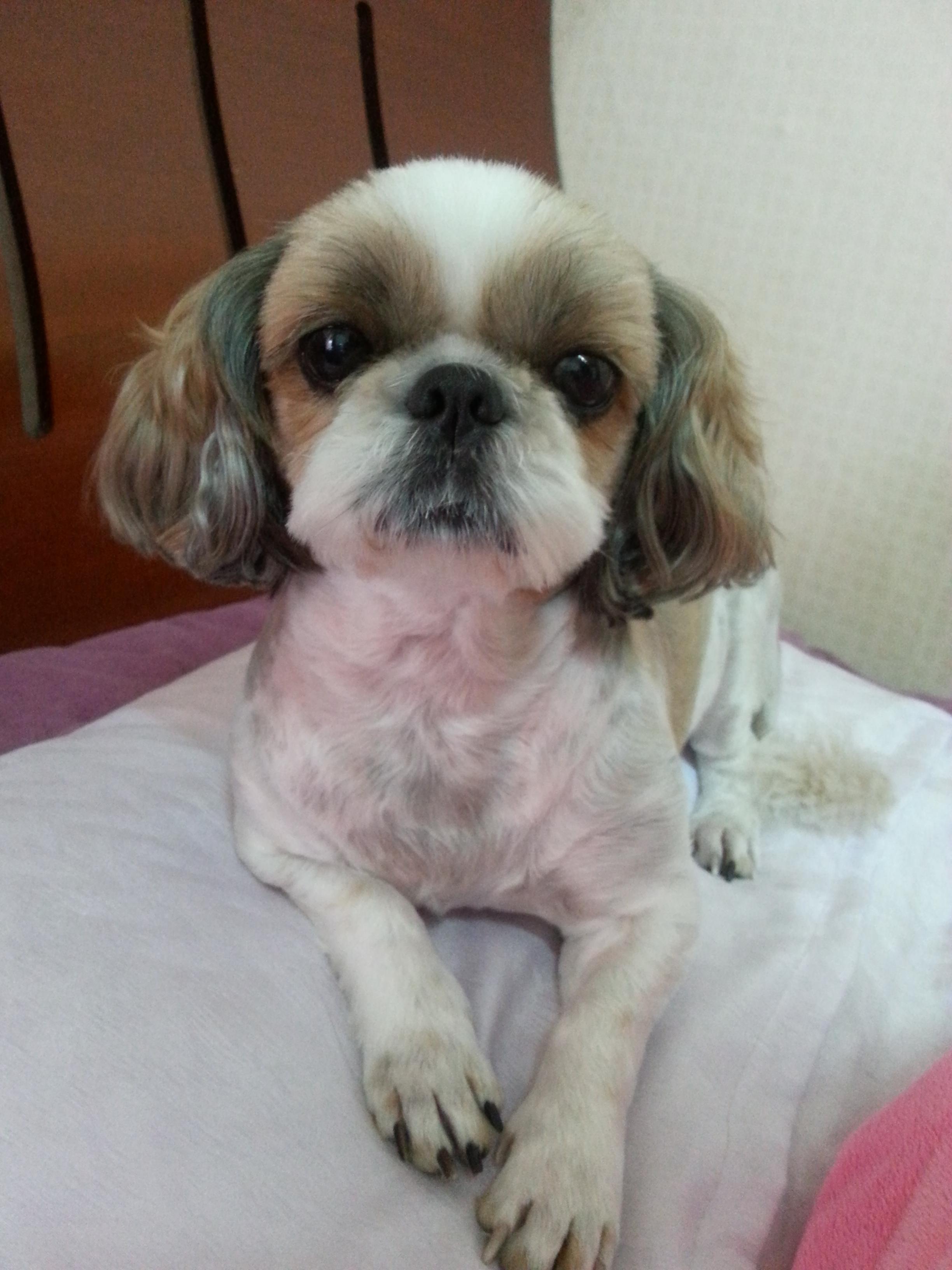 청주 안덕벌 내덕초등학교부근에서 잃어버린 강아지찾습니다 - 강아지 찾아요 - 유기견 보호 센터 - 이미지 2