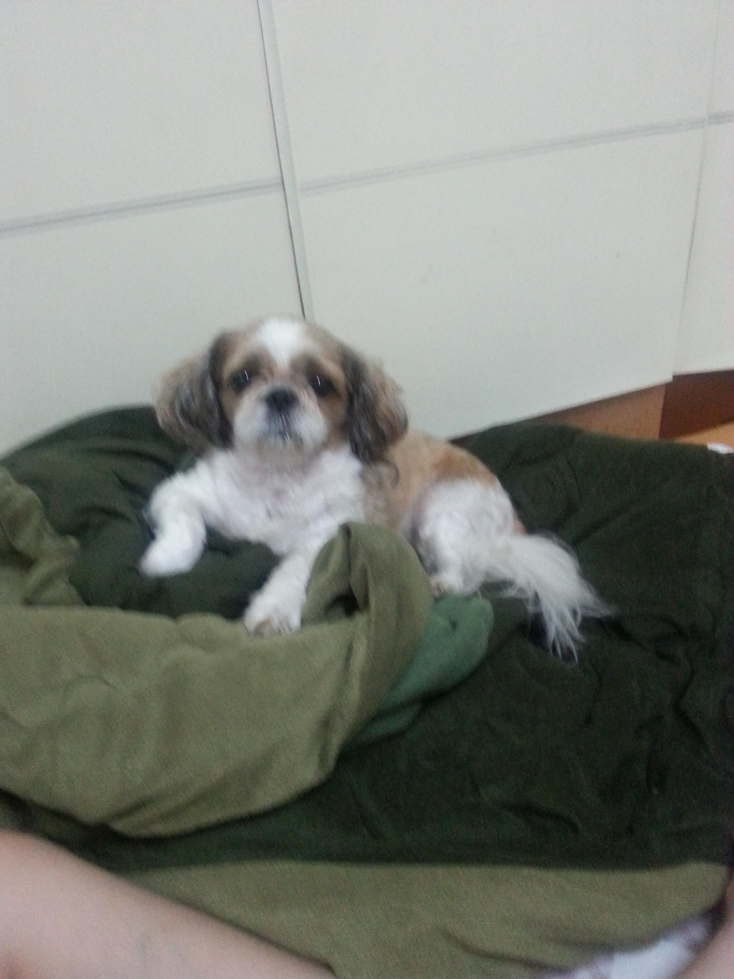 청주 안덕벌 내덕초등학교부근에서 잃어버린 강아지찾습니다 - 강아지 찾아요 - 유기견 보호 센터 - 이미지 3