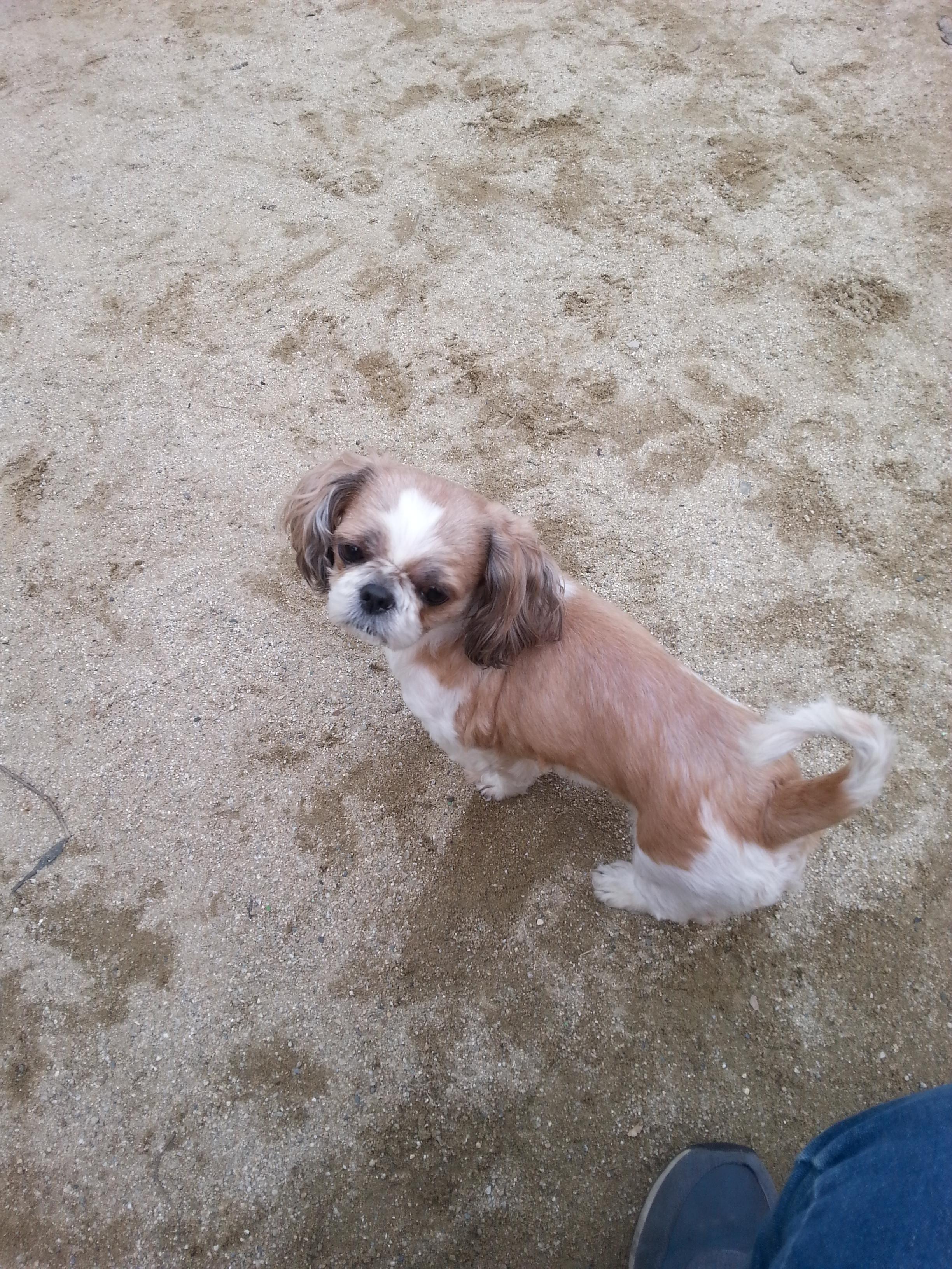 청주 안덕벌 내덕초등학교부근에서 잃어버린 강아지찾습니다 - 강아지 찾아요 - 유기견 보호 센터 - 이미지 5