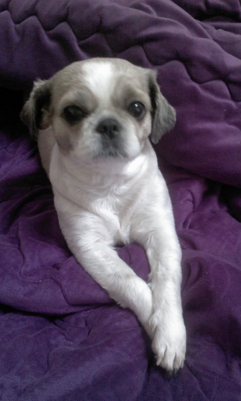 청주 안덕벌 내덕초등학교부근에서 잃어버린 강아지찾습니다 - 강아지 찾아요 - 유기견 보호 센터 - 이미지 1