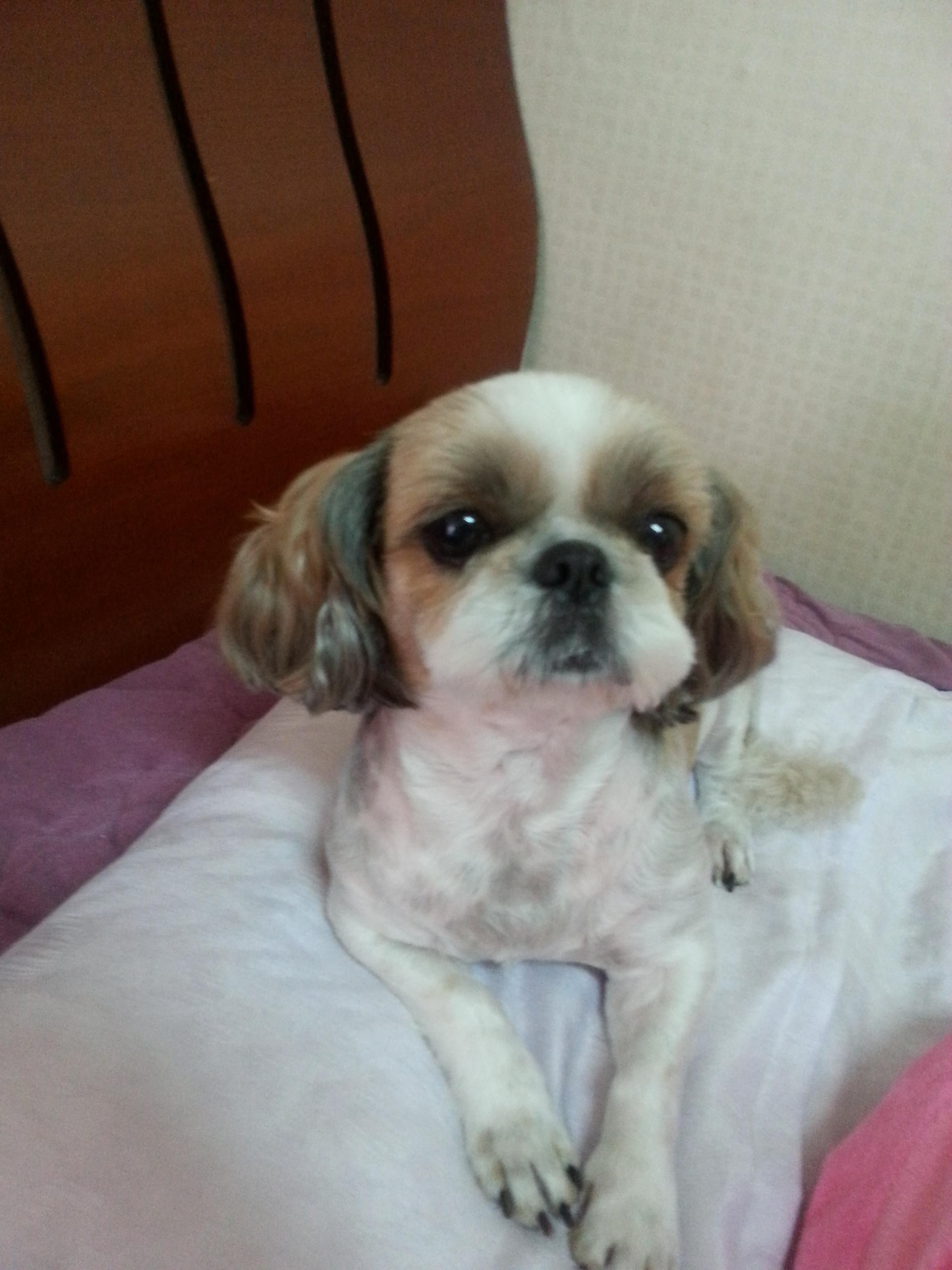 청주 안덕벌 내덕초등학교부근에서 잃어버린 강아지찾습니다 - 강아지 찾아요 - 유기견 보호 센터 - 이미지 4