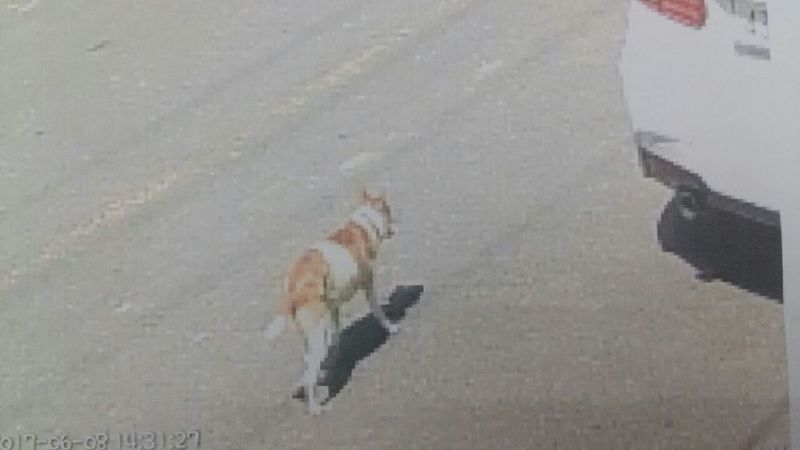 유기견보호센터 강아지보호소 고양이보호소 - 펫찾기 24번째 사진