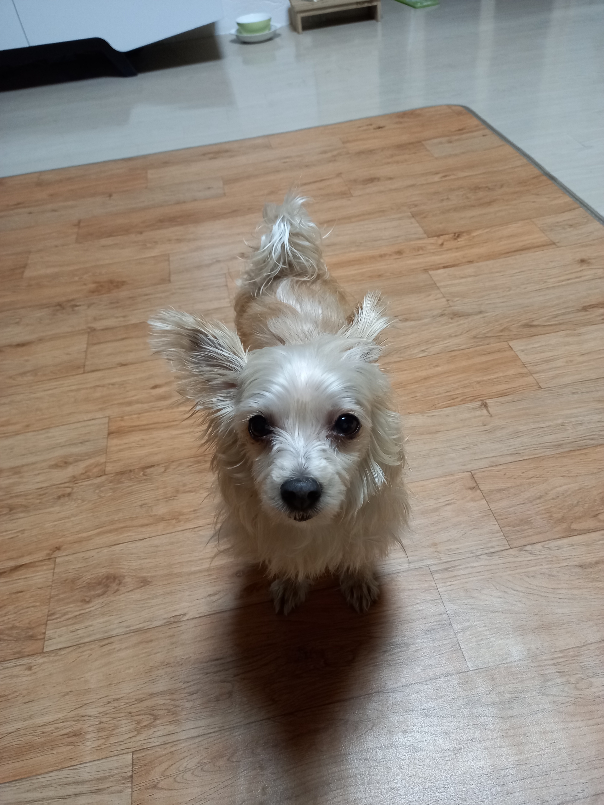 유기견보호센터 강아지보호소 고양이보호소 - 펫찾기 10번째 사진