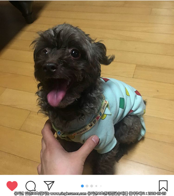 유기견보호센터 강아지보호소 고양이보호소 - 펫찾기 18번째 사진