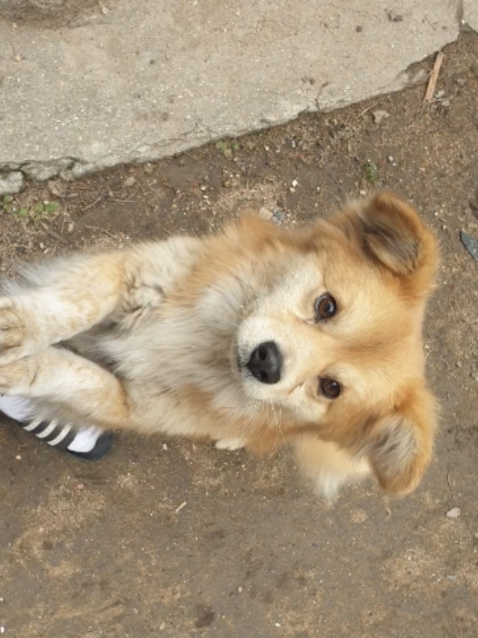 유기견보호센터 강아지보호소 고양이보호소 - 펫찾기 2번째 사진