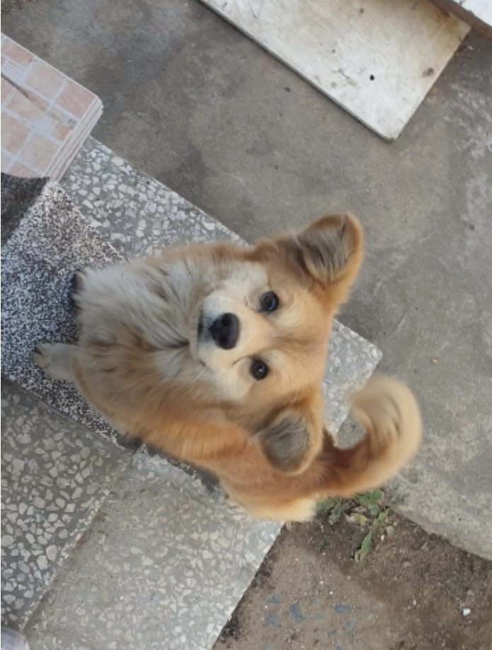 유기견보호센터 강아지보호소 고양이보호소 - 펫찾기