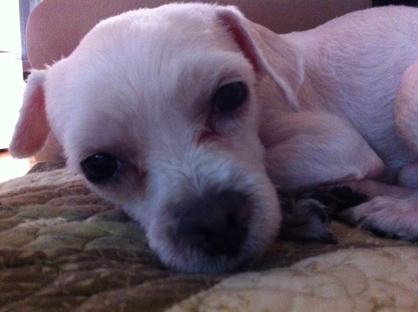 말티즈 남아 강아지 찾아요 - 강아지 찾아요 - 유기견 보호 센터 - 이미지 1