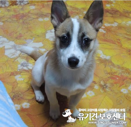 유기견보호센터 강아지보호소 고양이보호소 - 펫찾기 16번째 사진