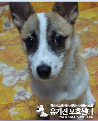 유기견보호센터 강아지보호소 고양이보호소 - 펫찾기 15번째 사진