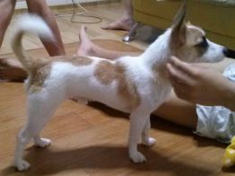 유기견보호센터 강아지보호소 고양이보호소 - 펫찾기 14번째 사진