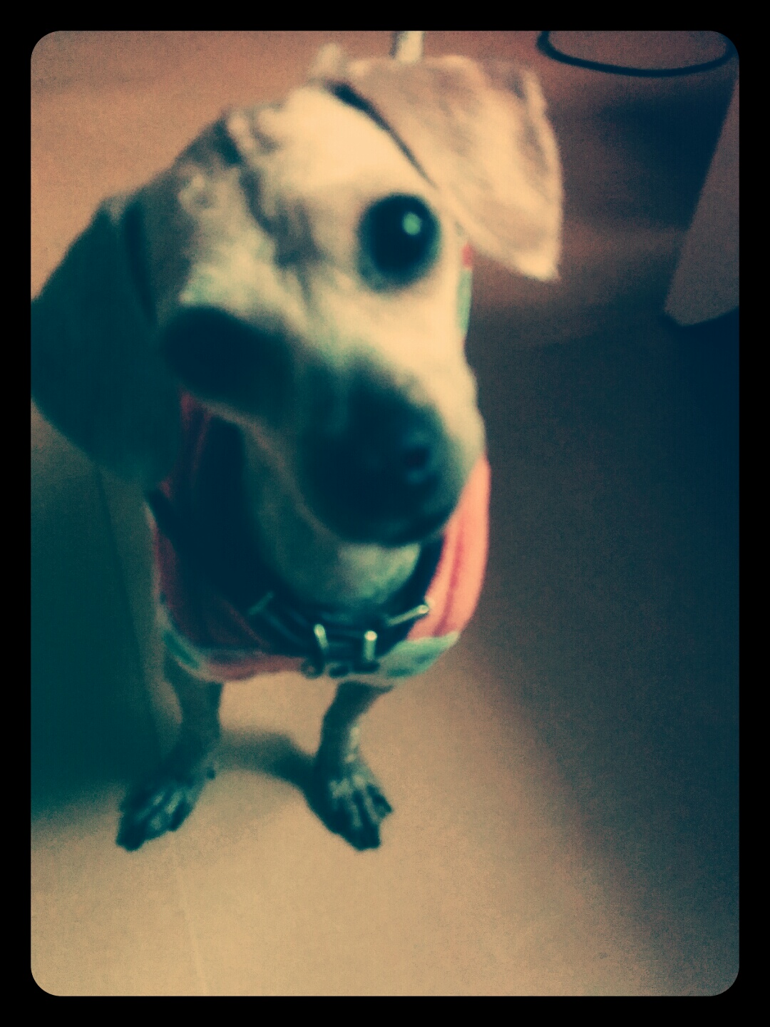 저희 강아지를  찾아요~ㅠㅠ - 강아지 찾아요 - 유기견 보호 센터 - 이미지 1