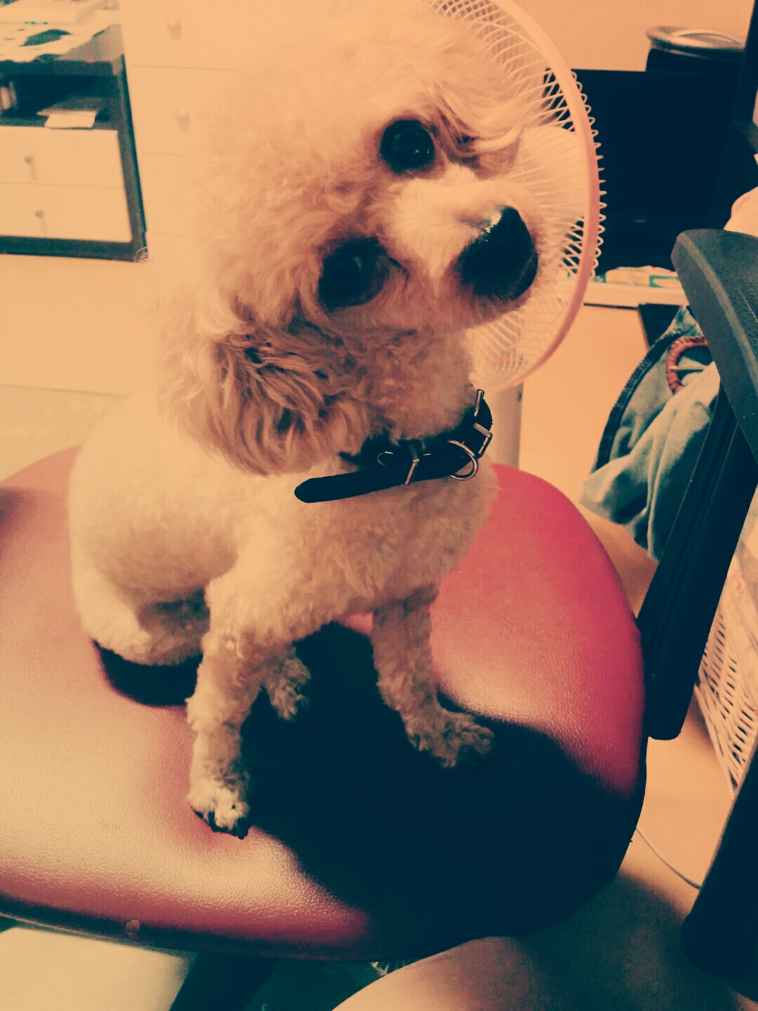 저희 강아지를  찾아요~ㅠㅠ - 강아지 찾아요 - 유기견 보호 센터 - 이미지 8