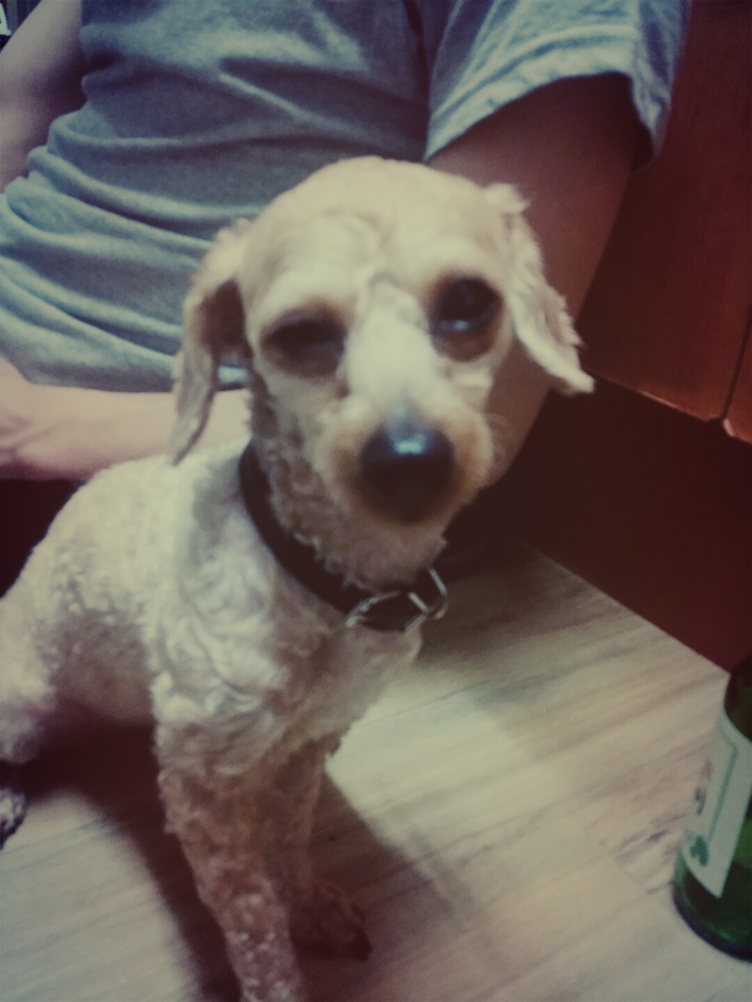 저희 강아지를  찾아요~ㅠㅠ - 강아지 찾아요 - 유기견 보호 센터 - 이미지 4