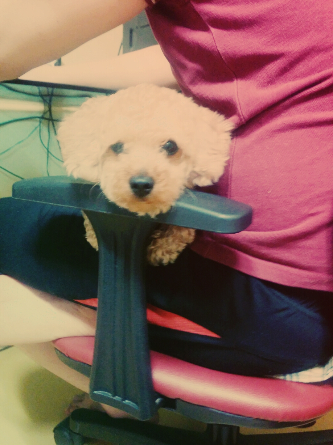 저희 강아지를  찾아요~ㅠㅠ - 강아지 찾아요 - 유기견 보호 센터 - 이미지 6