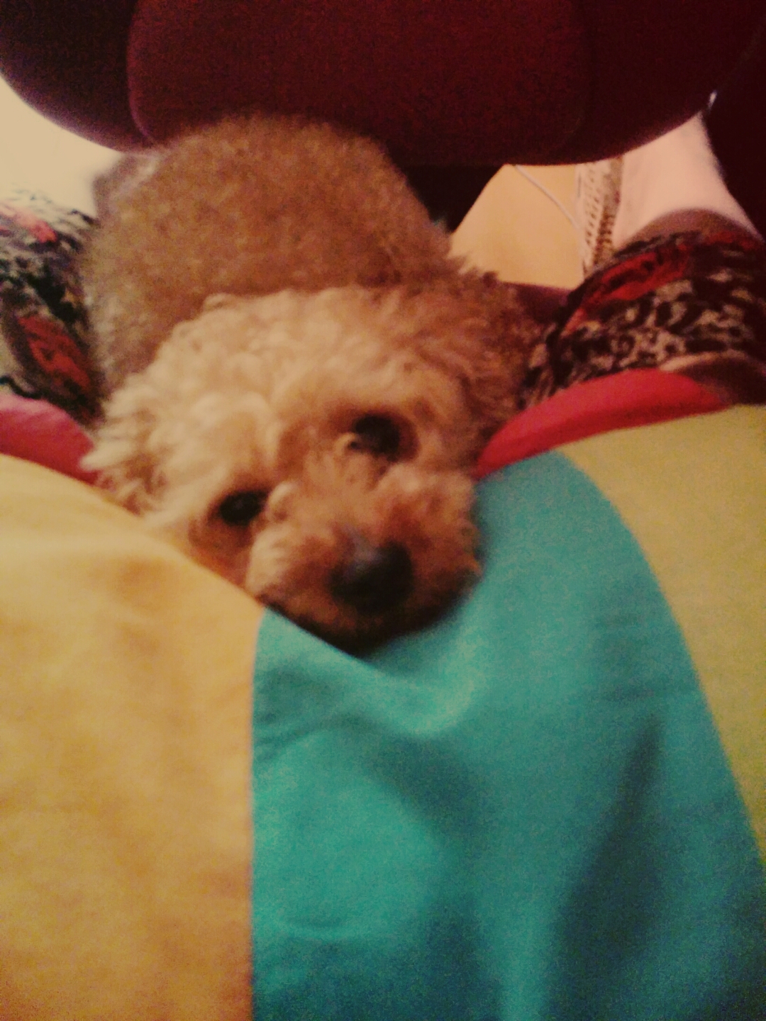 저희 강아지를  찾아요~ㅠㅠ - 강아지 찾아요 - 유기견 보호 센터 - 이미지 7