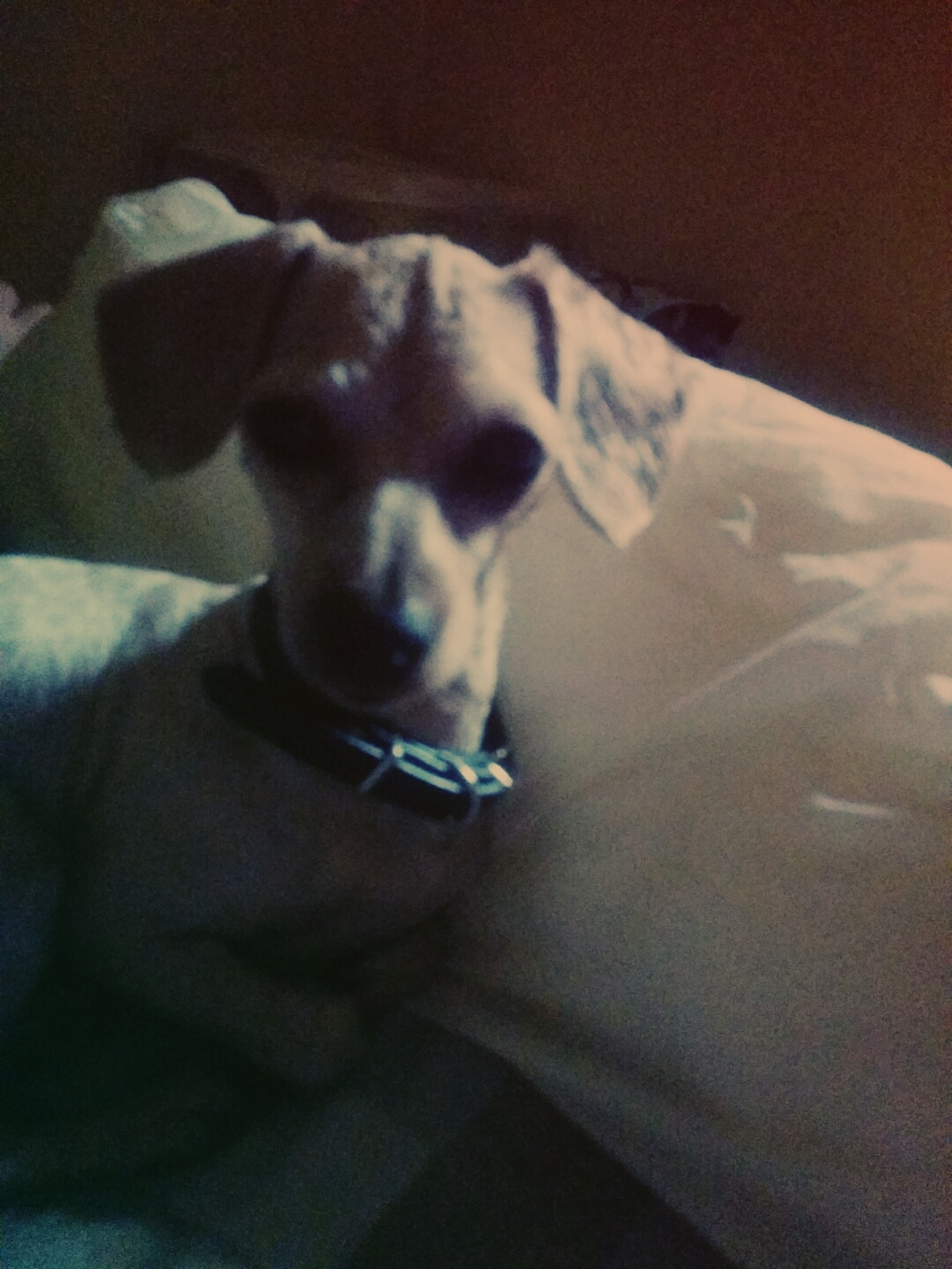 저희 강아지를  찾아요~ㅠㅠ - 강아지 찾아요 - 유기견 보호 센터 - 이미지 2