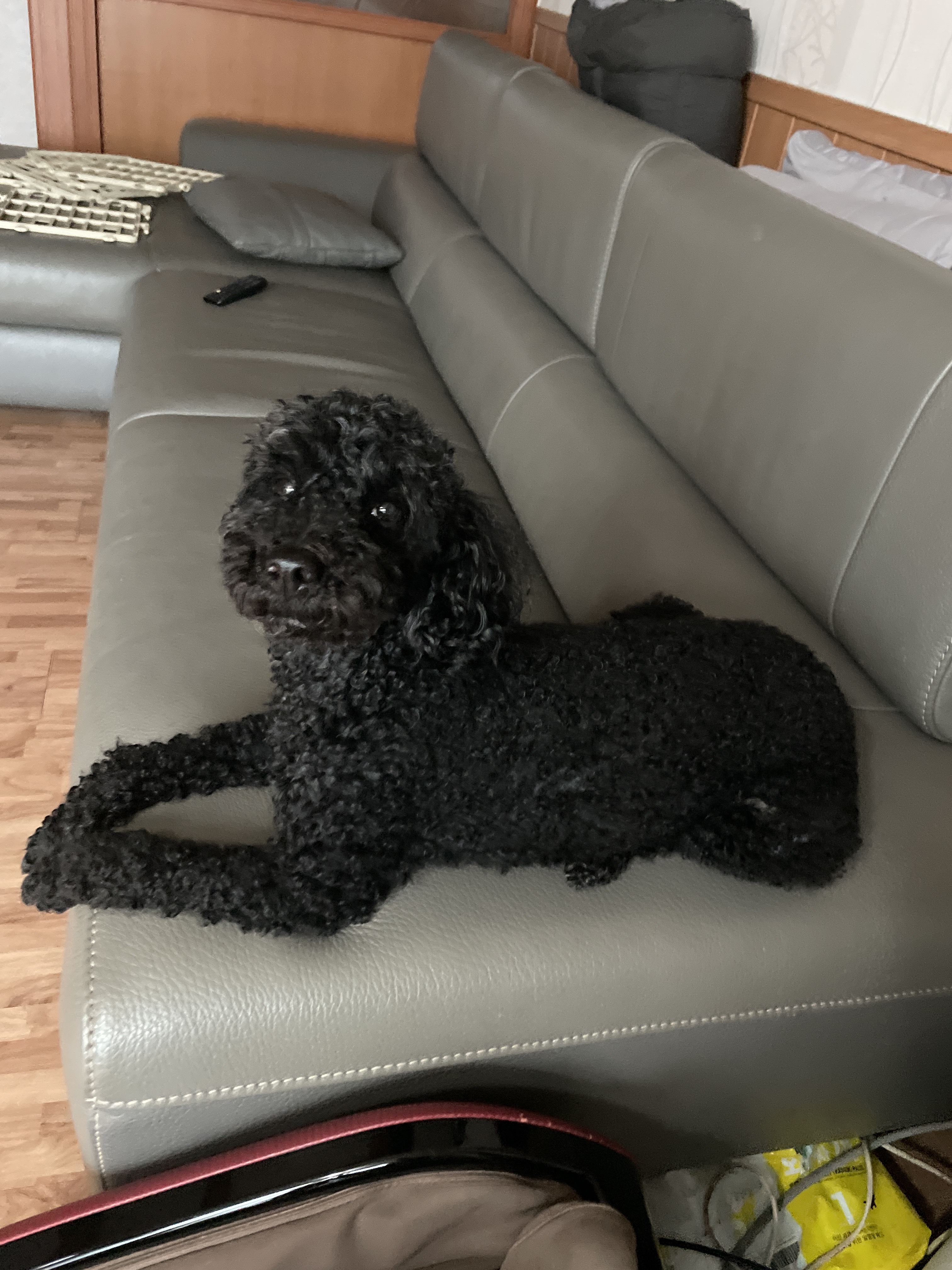 유기견보호센터 강아지보호소 고양이보호소 - 펫찾기 8번째 사진