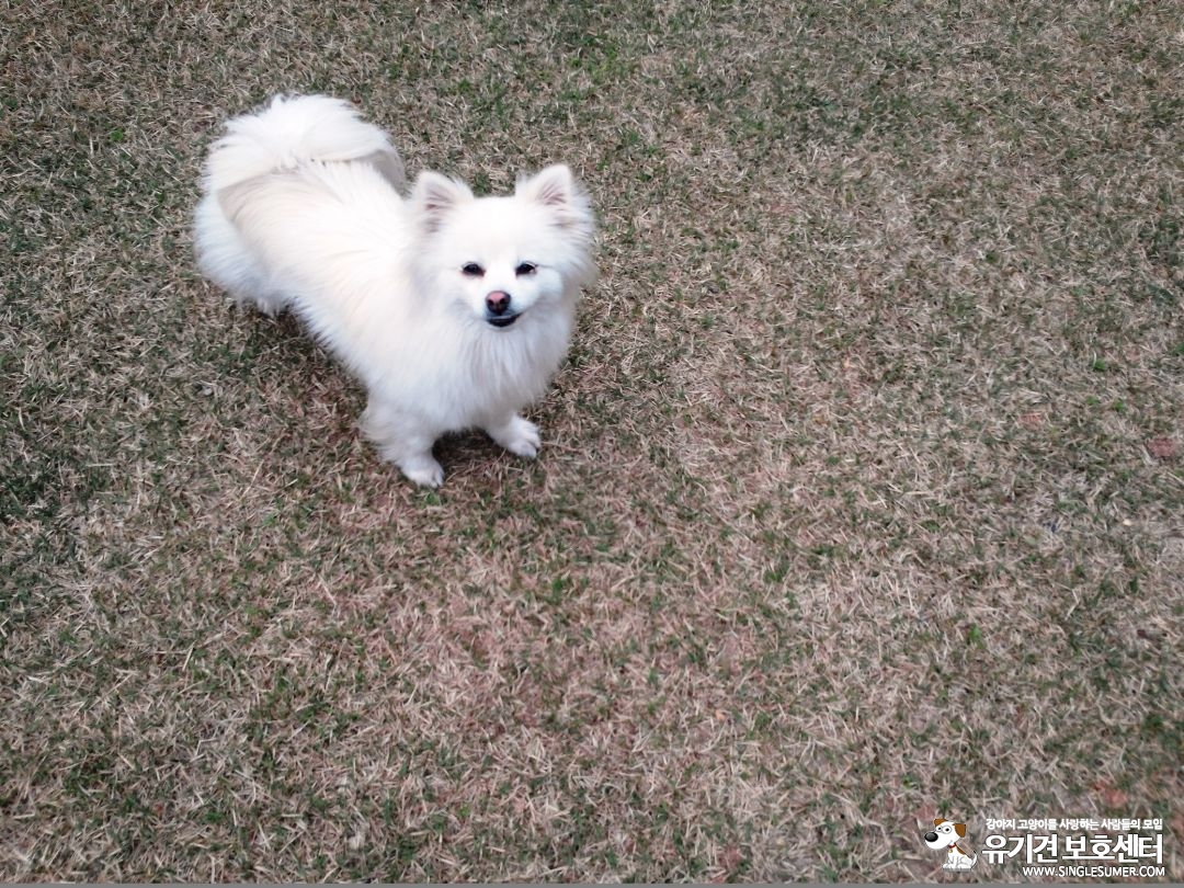 화성시 신남동 흰색 강아지를 찾습니다. - 강아지 찾아요 - 유기견 보호 센터 - 이미지 1
