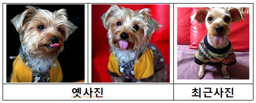 난지한강공원 캠핑장 후문부근, 요크셔 테리어 분실 - 강아지 찾아요 - 유기견 보호 센터 - 이미지 1