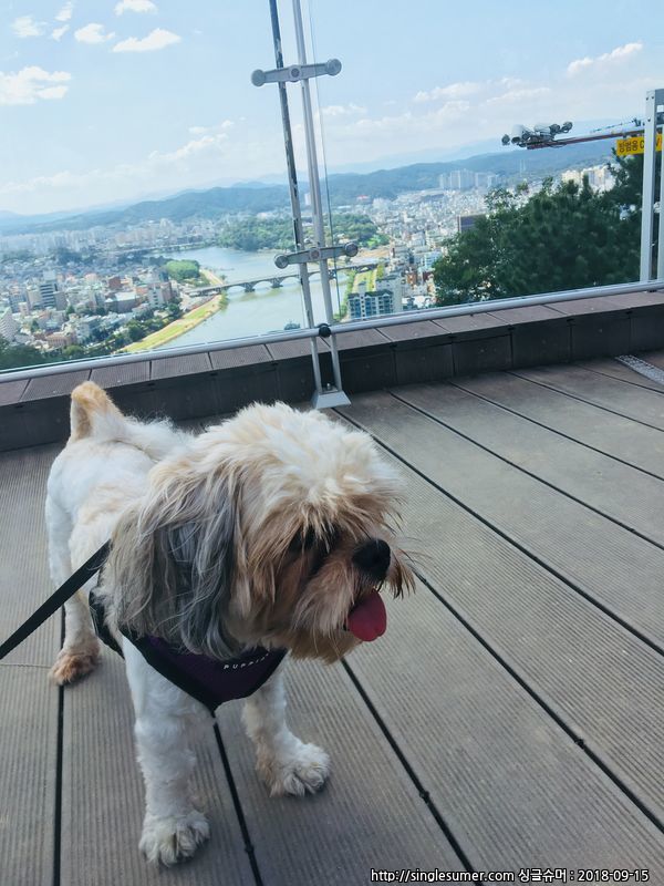 유기견보호센터 강아지보호소 고양이보호소 - 펫찾기 16번째 사진