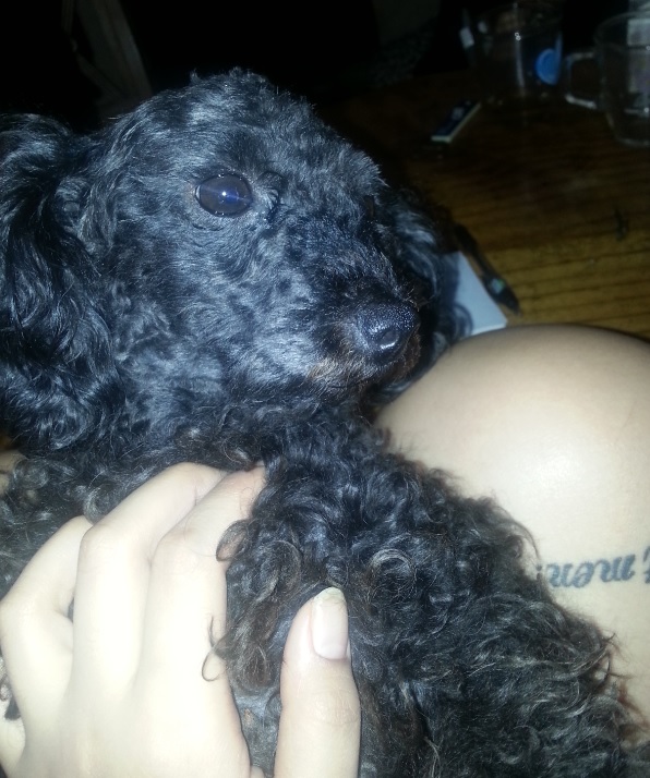 ※토이푸들1년8개월암컷입니다 사례금20 제발찾아주세요※ - 강아지 찾아요 - 유기견 보호 센터 - 이미지 1