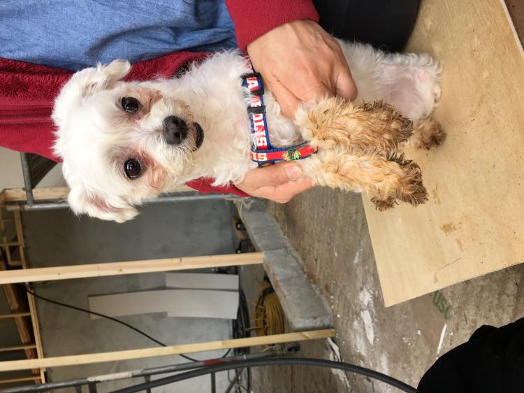 유기견보호센터 강아지보호소 고양이보호소 - 펫찾기