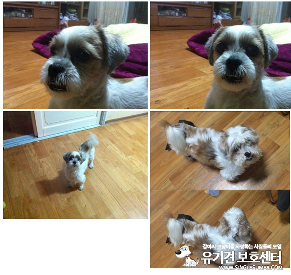등촌역에서 고속터미널까지 역근처 구간 애견샵에서 강아지 키워준다고 데려가신분! - 강아지 찾아요 - 유기견 보호 센터 - 이미지 1