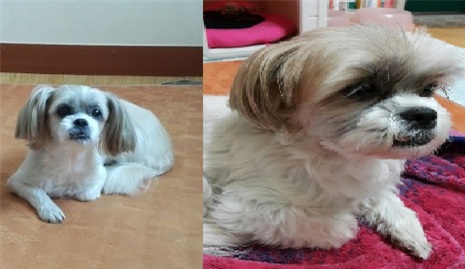 경기도이천.시추.아지를 찾습니다. - 강아지 찾아요 - 유기견 보호 센터 - 이미지 1