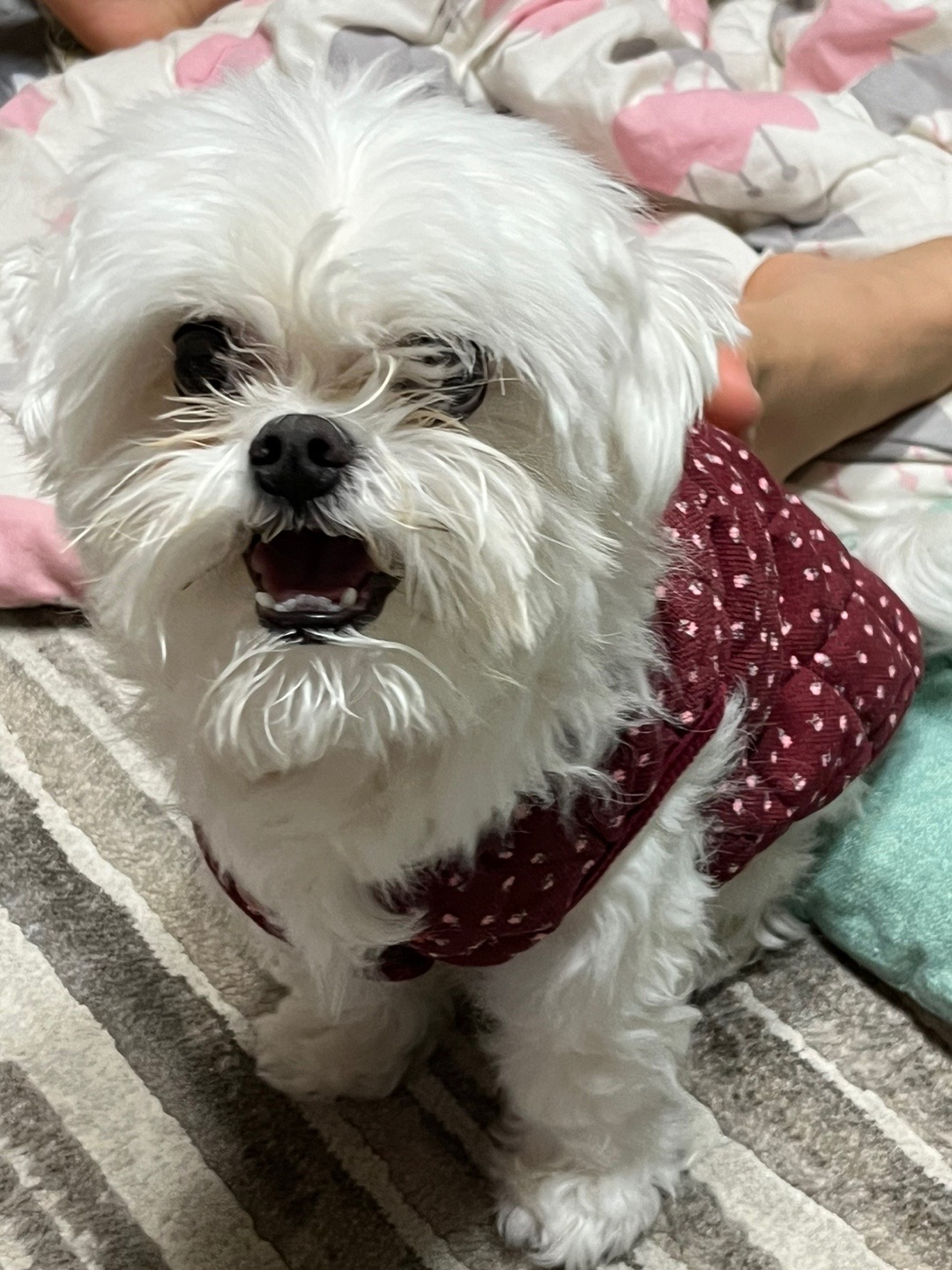 유기견보호센터 강아지보호소 고양이보호소 - 펫찾기 23번째 사진