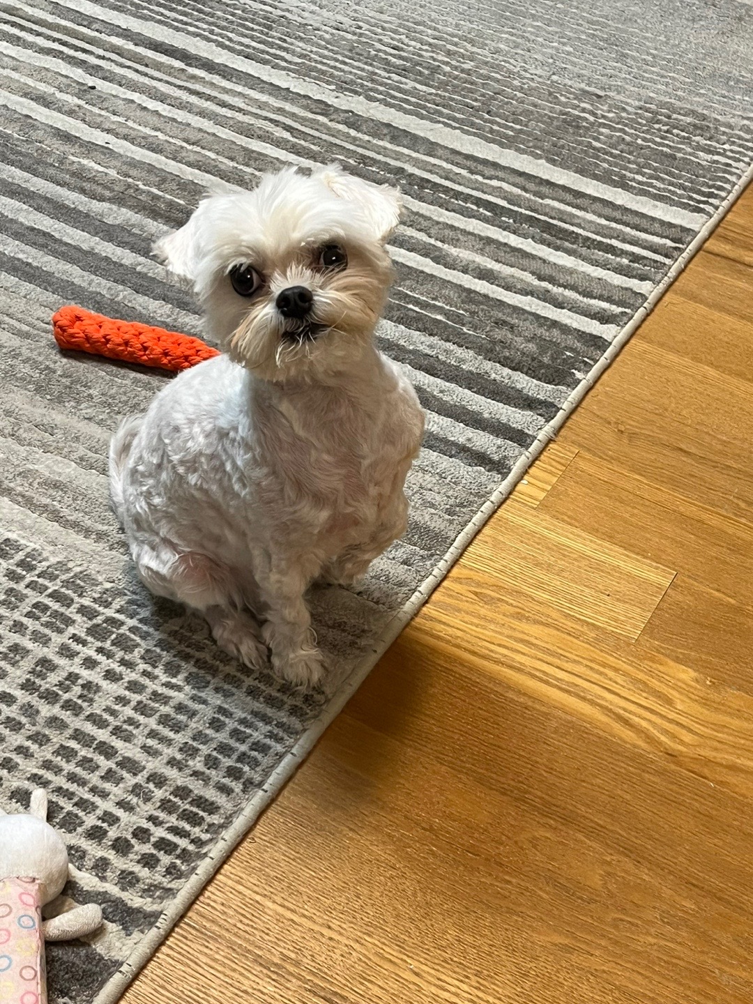 유기견보호센터 강아지보호소 고양이보호소 - 펫찾기 24번째 사진