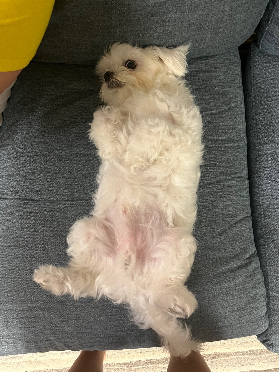 유기견보호센터 강아지보호소 고양이보호소 - 펫찾기 25번째 사진