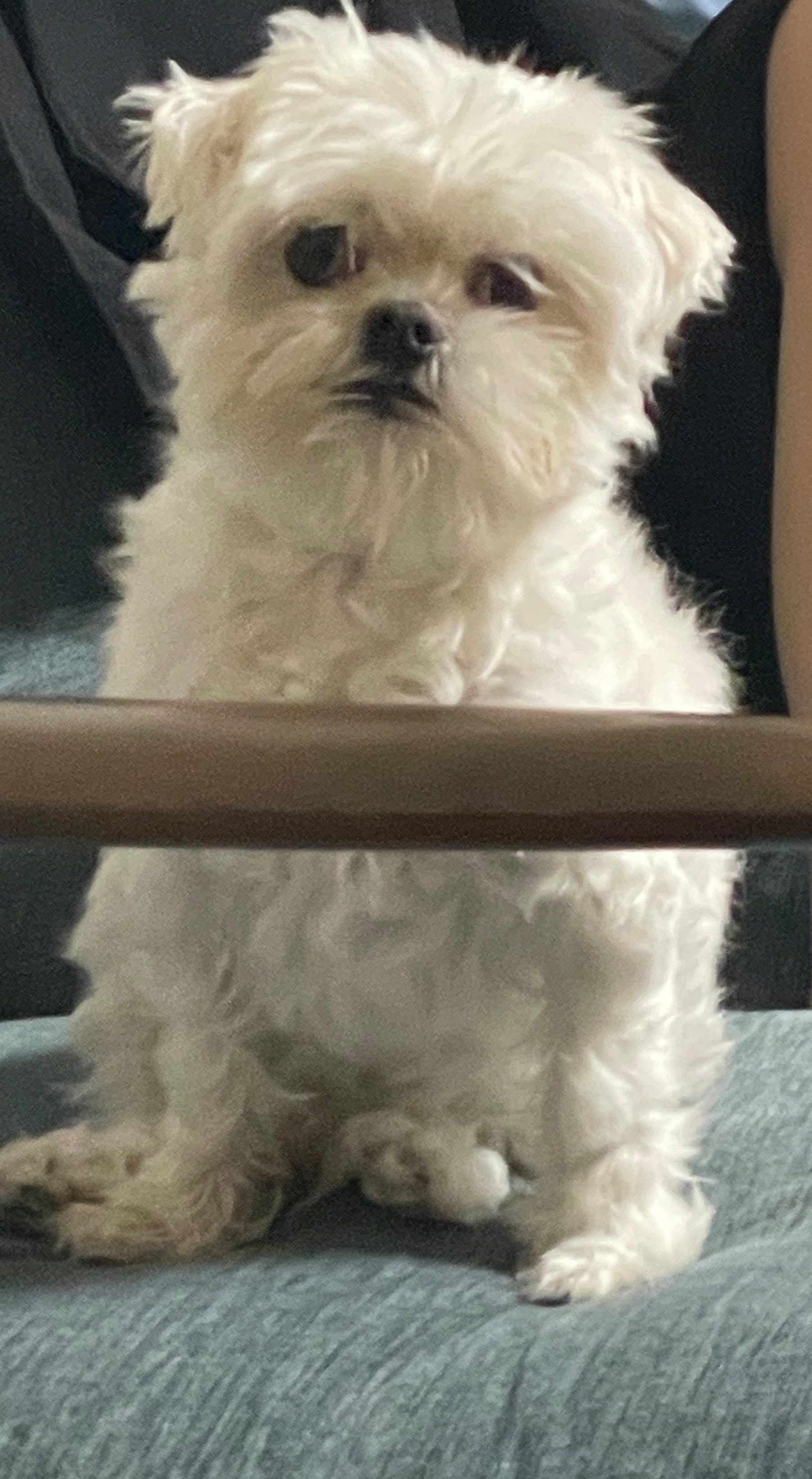 유기견보호센터 강아지보호소 고양이보호소 - 펫찾기 22번째 사진