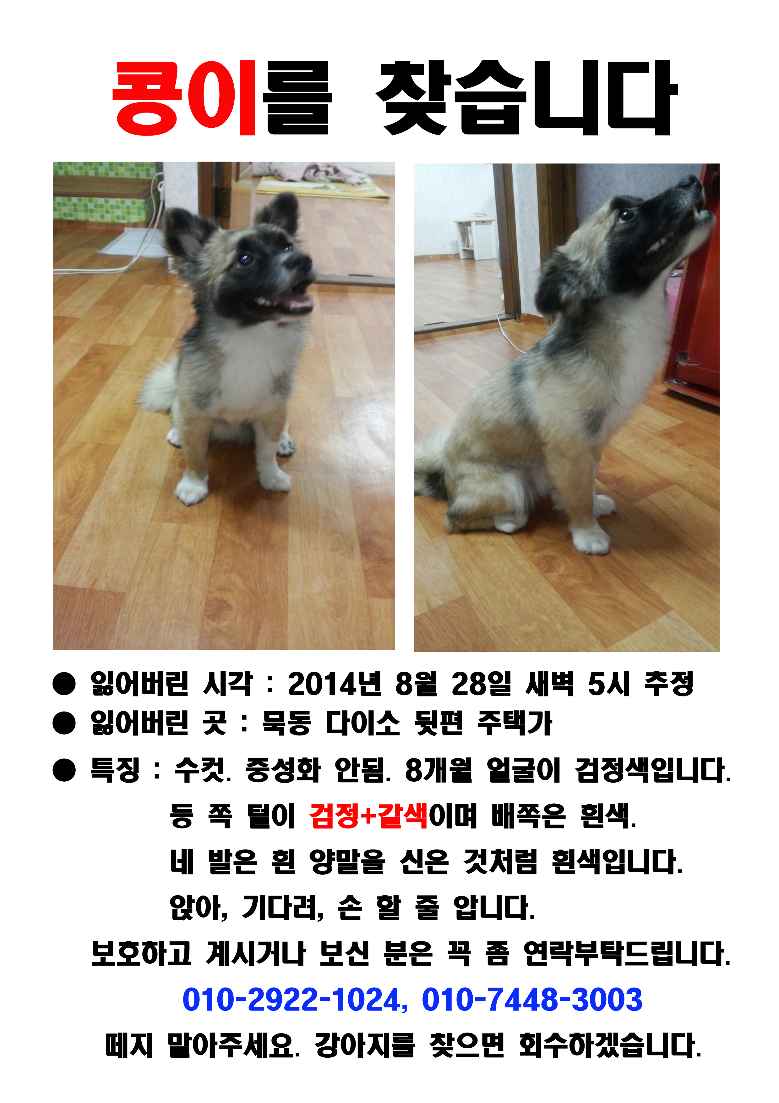 중랑구 묵동 믹스견 찾아요 - 강아지 찾아요 - 유기견 보호 센터 - 이미지 1