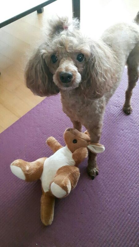 갈색푸들을 애타게 찾고있습니다/찾았어요