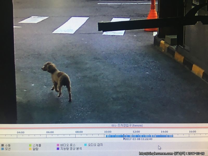 갈색푸들을 애타게 찾고있습니다/찾았어요 3번째 사진