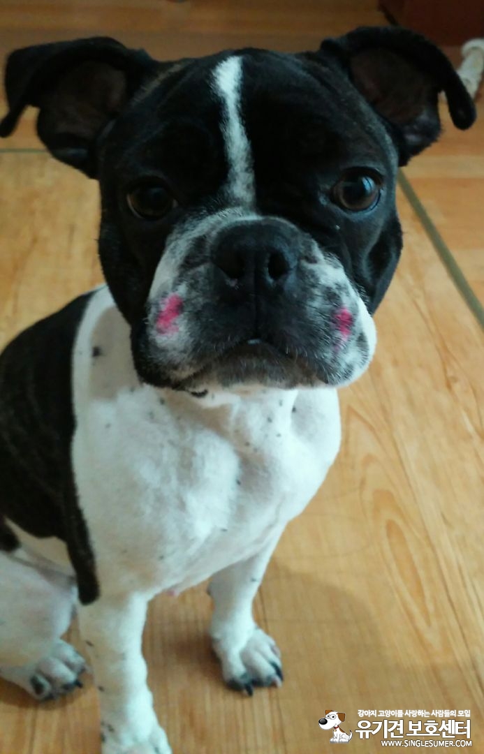저희 송이를찾습니다 - 강아지 찾아요 - 유기견 보호 센터 - 이미지 1