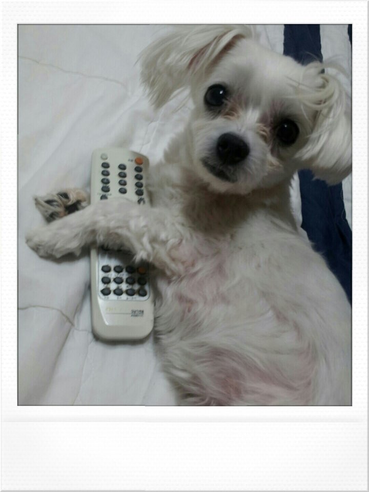 유기견보호센터 강아지보호소 고양이보호소 - 펫찾기 14번째 사진