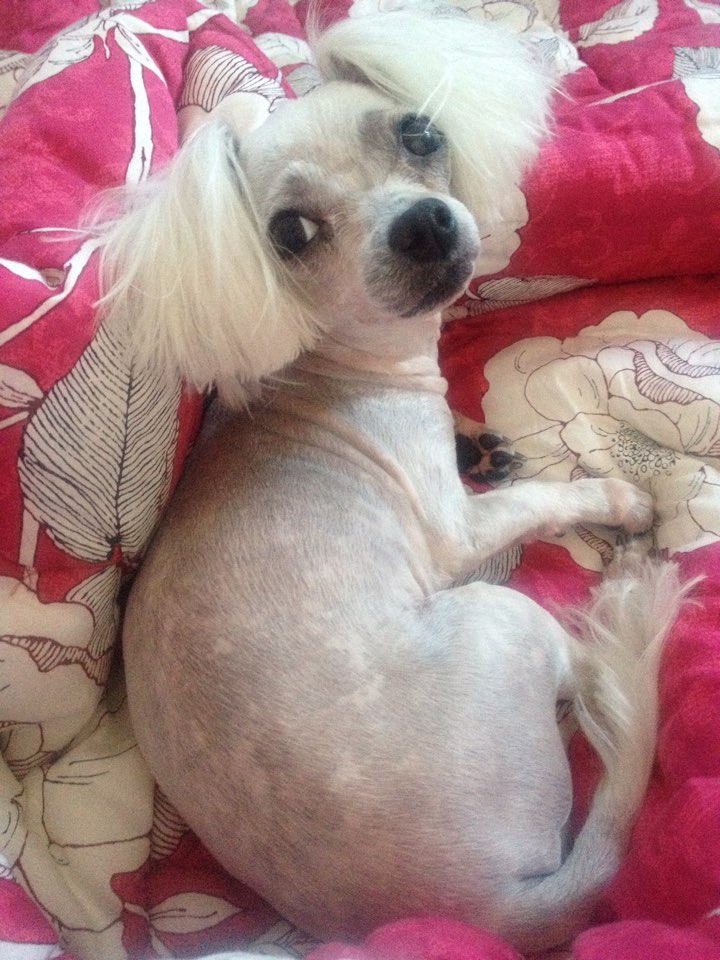 유기견보호센터 강아지보호소 고양이보호소 - 펫찾기 15번째 사진