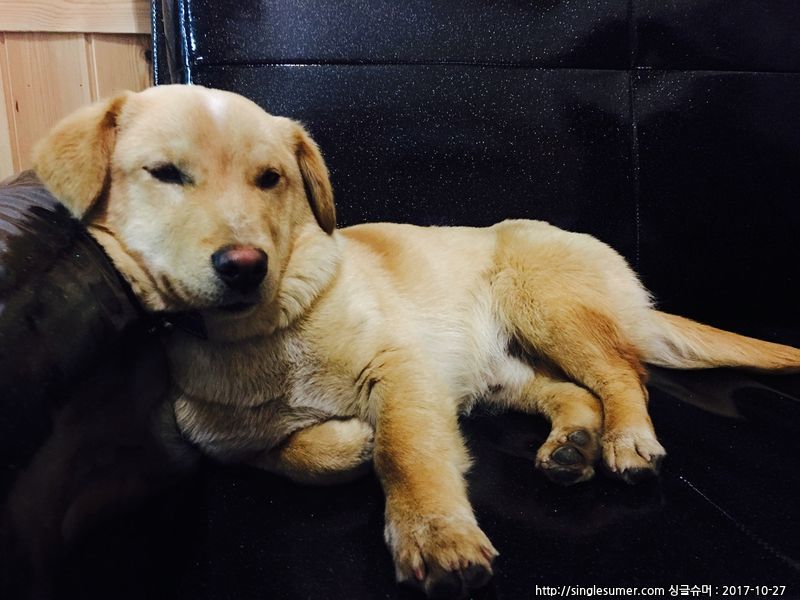 가평군 청평에서 잃어버렸어요.. 4번째 사진