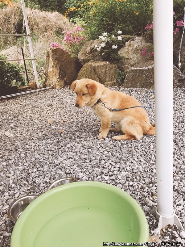 가평군 청평에서 잃어버렸어요.. 2번째 사진