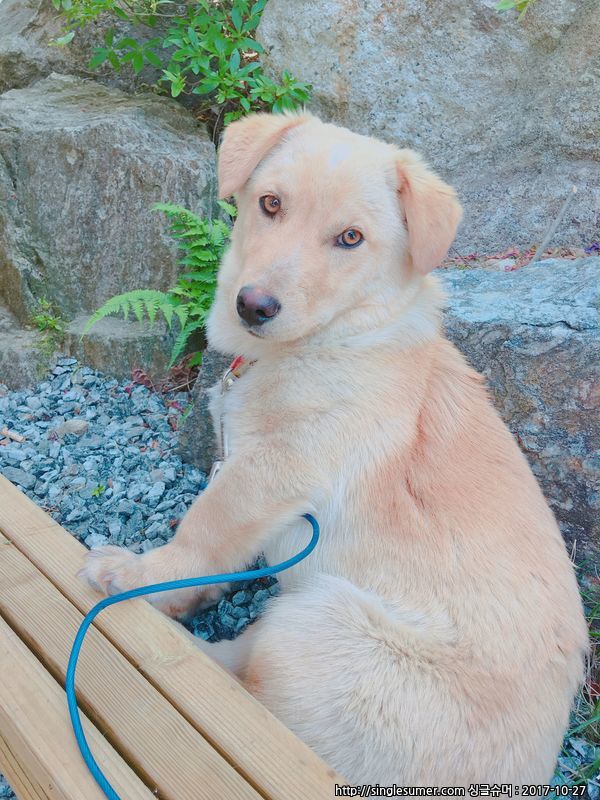 가평군 청평에서 잃어버렸어요.. 3번째 사진