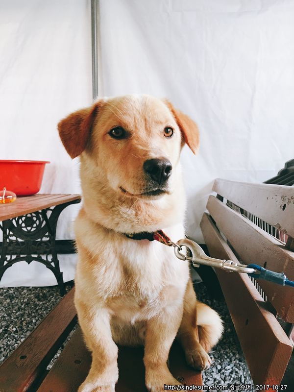 가평군 청평에서 잃어버렸어요..