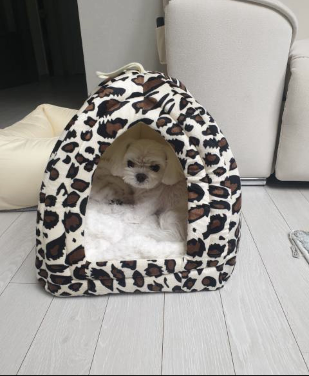 유기견보호센터 강아지보호소 고양이보호소 - 펫찾기 22번째 사진