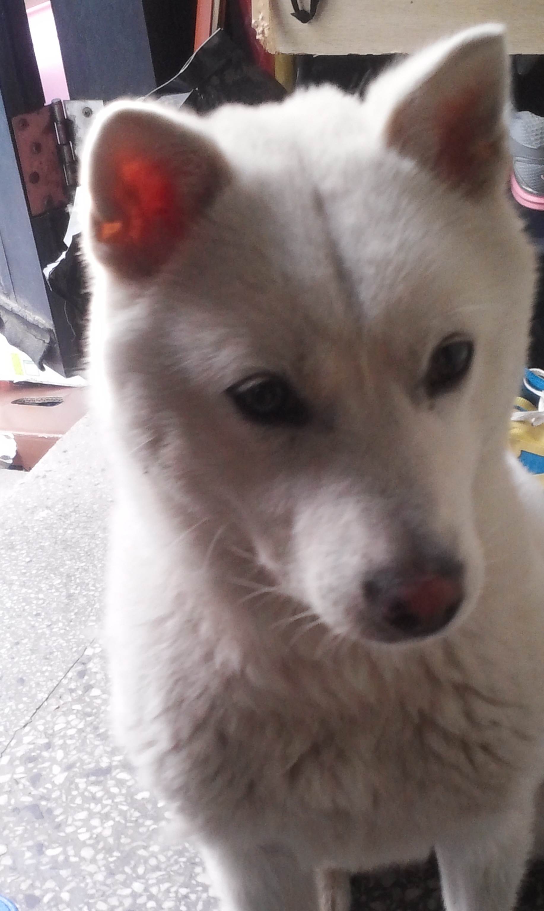 진도견(백구)인 우리 "헤리"를 찾아주세요~(사례금 10만원) - 강아지 찾아요 - 유기견 보호 센터 - 이미지 1