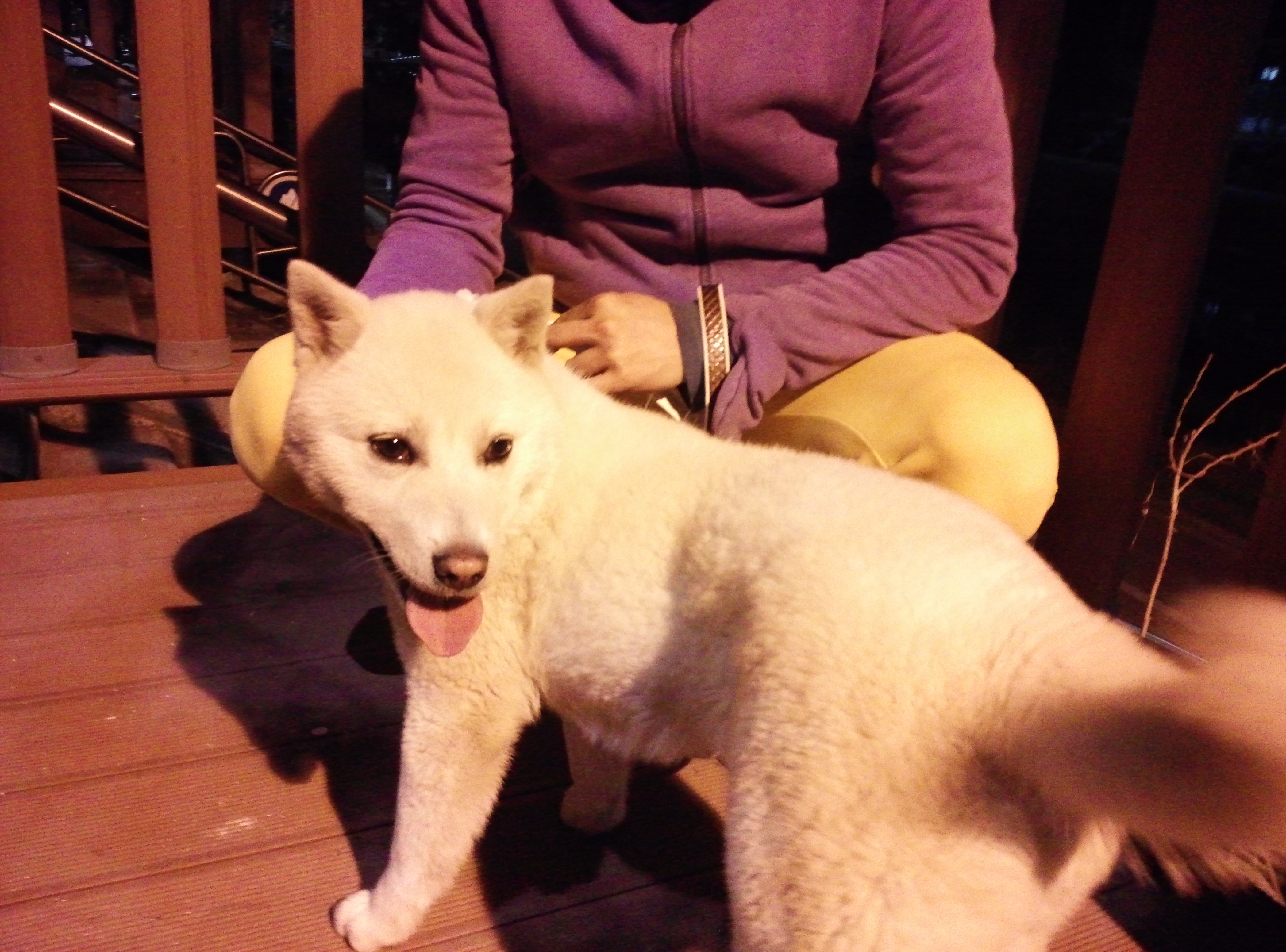 진도견(백구)인 우리 "헤리"를 찾아주세요~(사례금 10만원) - 강아지 찾아요 - 유기견 보호 센터 - 이미지 3