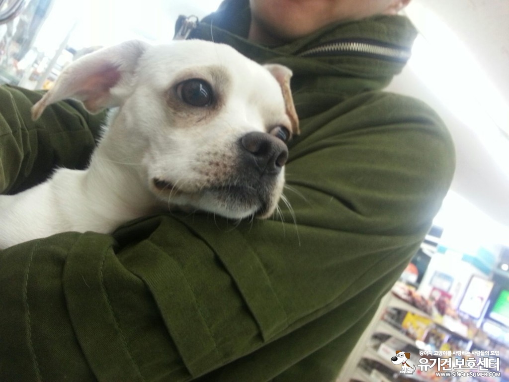 경기도 성남시 중원구 은핼동 부근에서 잃어버렸습니다 - 강아지 찾아요 - 유기견 보호 센터 - 이미지 1