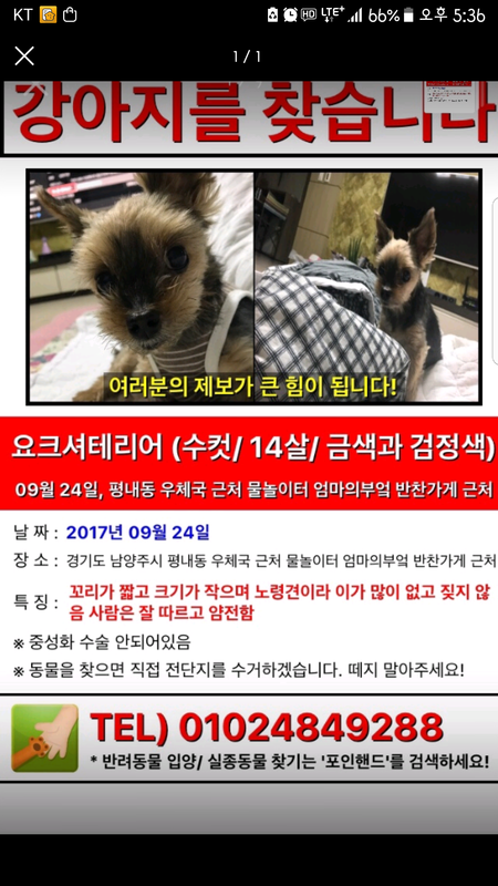 Screenshot_20170925-173637.png : 경기도 남양주시 평내동에 요크셔테리어 20cm가량 크기의 아이를 잃어버렸습니다