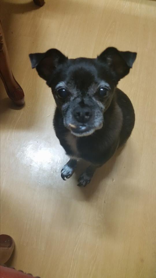 눈여겨 봐주세요 부탁드립니다.. (사례해 드립니다.) - 강아지 찾아요 - 유기견 보호 센터 - 이미지 1