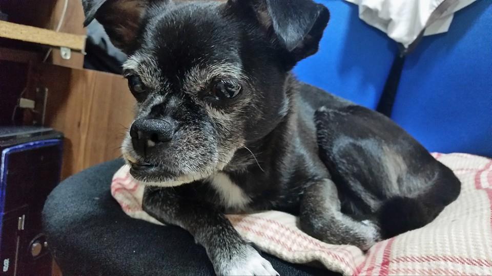 눈여겨 봐주세요 부탁드립니다.. (사례해 드립니다.) - 강아지 찾아요 - 유기견 보호 센터 - 이미지 2