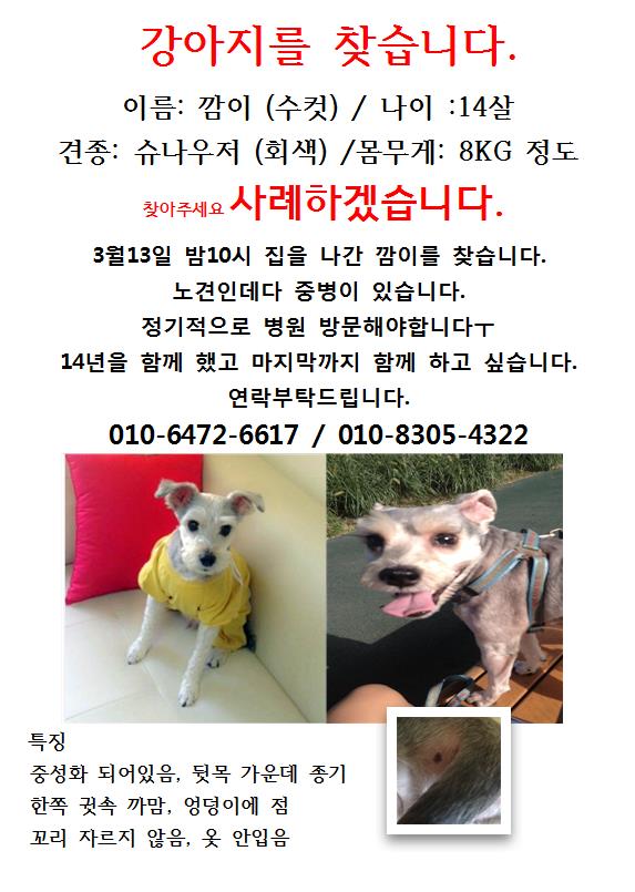 슈나우저 깜이를 찾습니다. - 강아지 찾아요 - 유기견 보호 센터 - 이미지 1